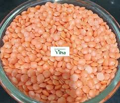 Organic Tattva Masoor Dal (Whole)  (500 g)